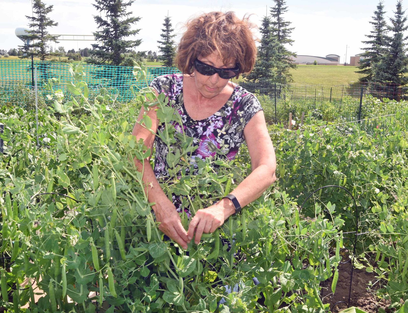 PICKING PEAS